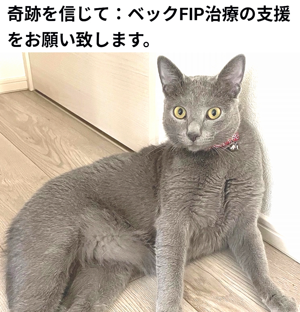 🆘#拡散希望🆘
ベック くん の FIP治療 のクラウドファンディングへの御協力お願いします🙇‍♂️
↓
readyfor.jp/projects/beck

残り7日で、達成率14%(残り686,000円)と、大変 厳しい状況です！
達成率が100%に達しないと支援金を受取る事が出来ません。

何卒、ご支援宜しくお願い致します🙇‍♂️