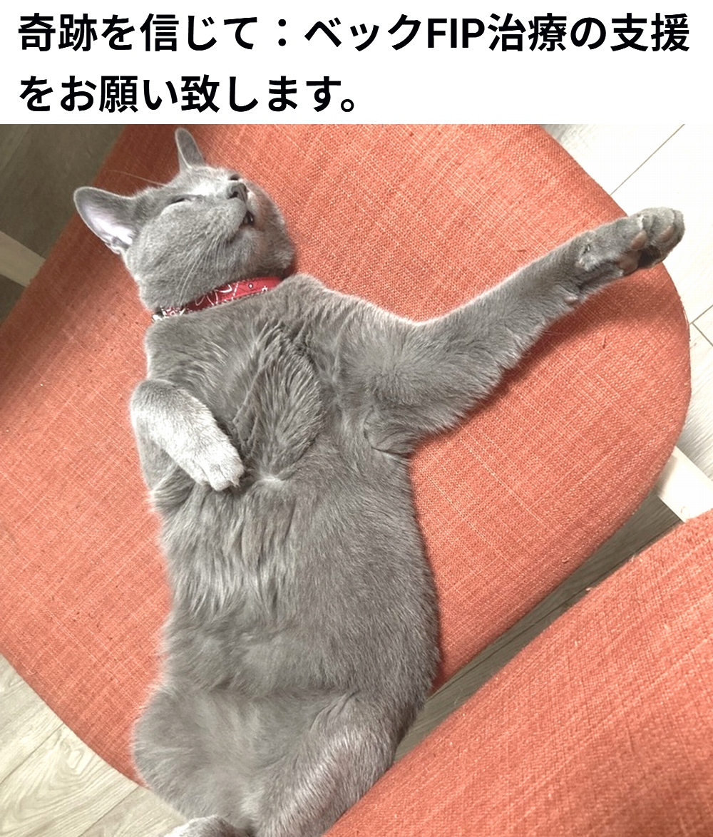 🆘#拡散希望🆘
ベック くん の FIP治療 のクラウドファンディングへの御協力お願いします🙇‍♂️
↓
readyfor.jp/projects/beck

残り7日で、達成率14%(残り686,000円)と、大変 厳しい状況です！
達成率が100%に達しないと支援金を受取る事が出来ません。

何卒、ご支援宜しくお願い致します🙇‍♂️