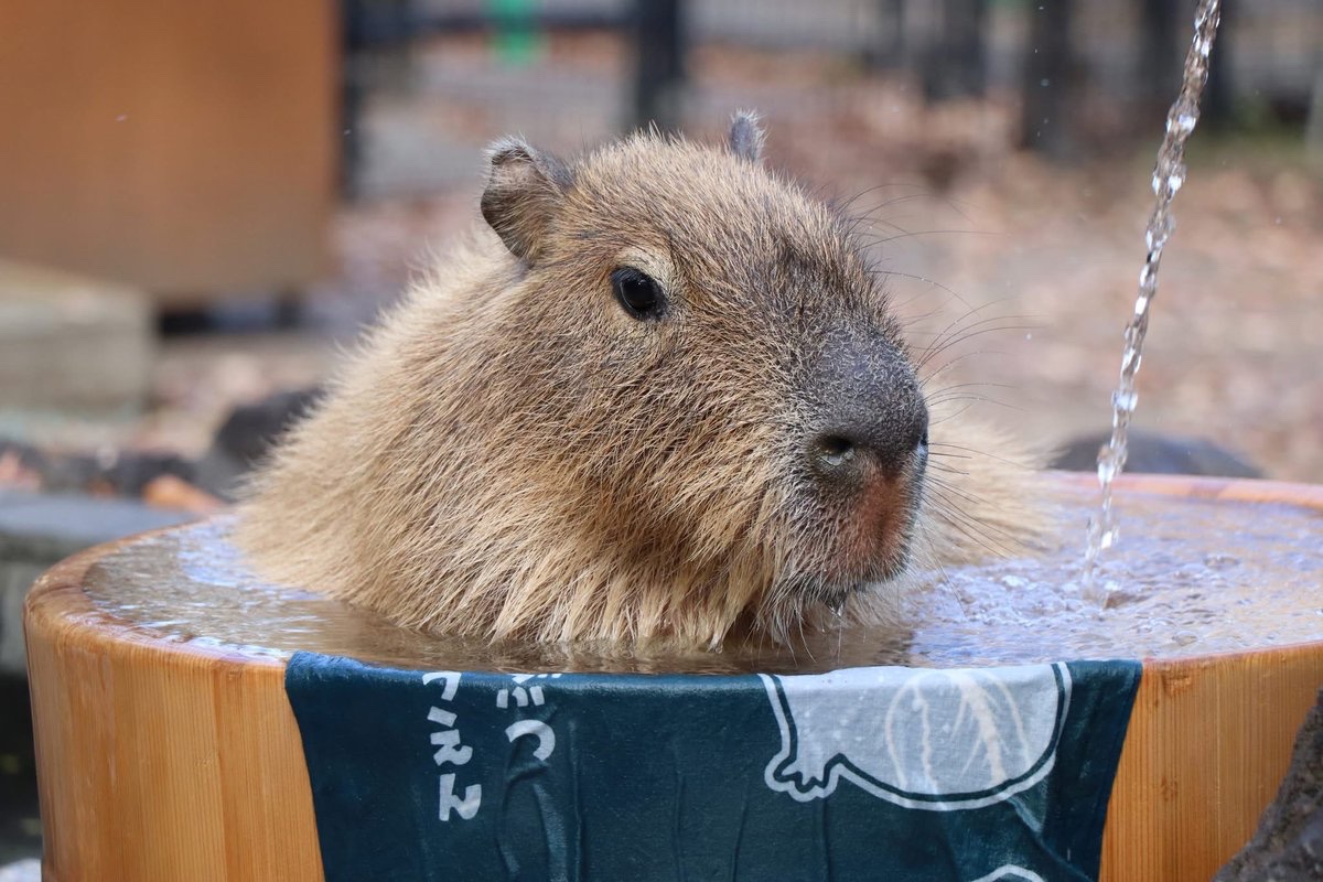 かぴばら3 (@kapibara334) / Posts / X