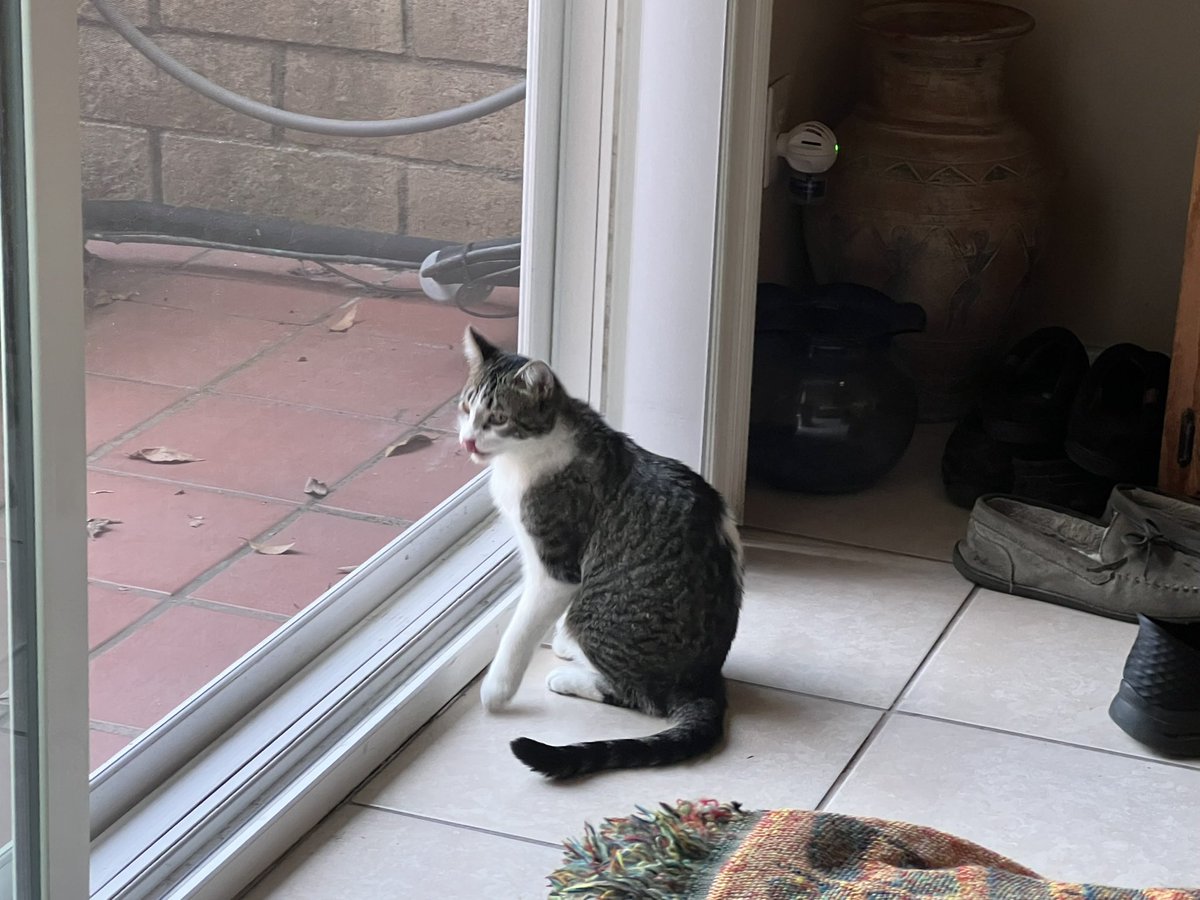 ballothecat's tweet image. Dear Twitter family @GailCarangelo @Mouser33943163 @lmr448 @MewllerRobert I just saw something called a lizard eat a bug on the wall that was my bug! #HowRude so I’m gonna say good night early this evening. See you next time.