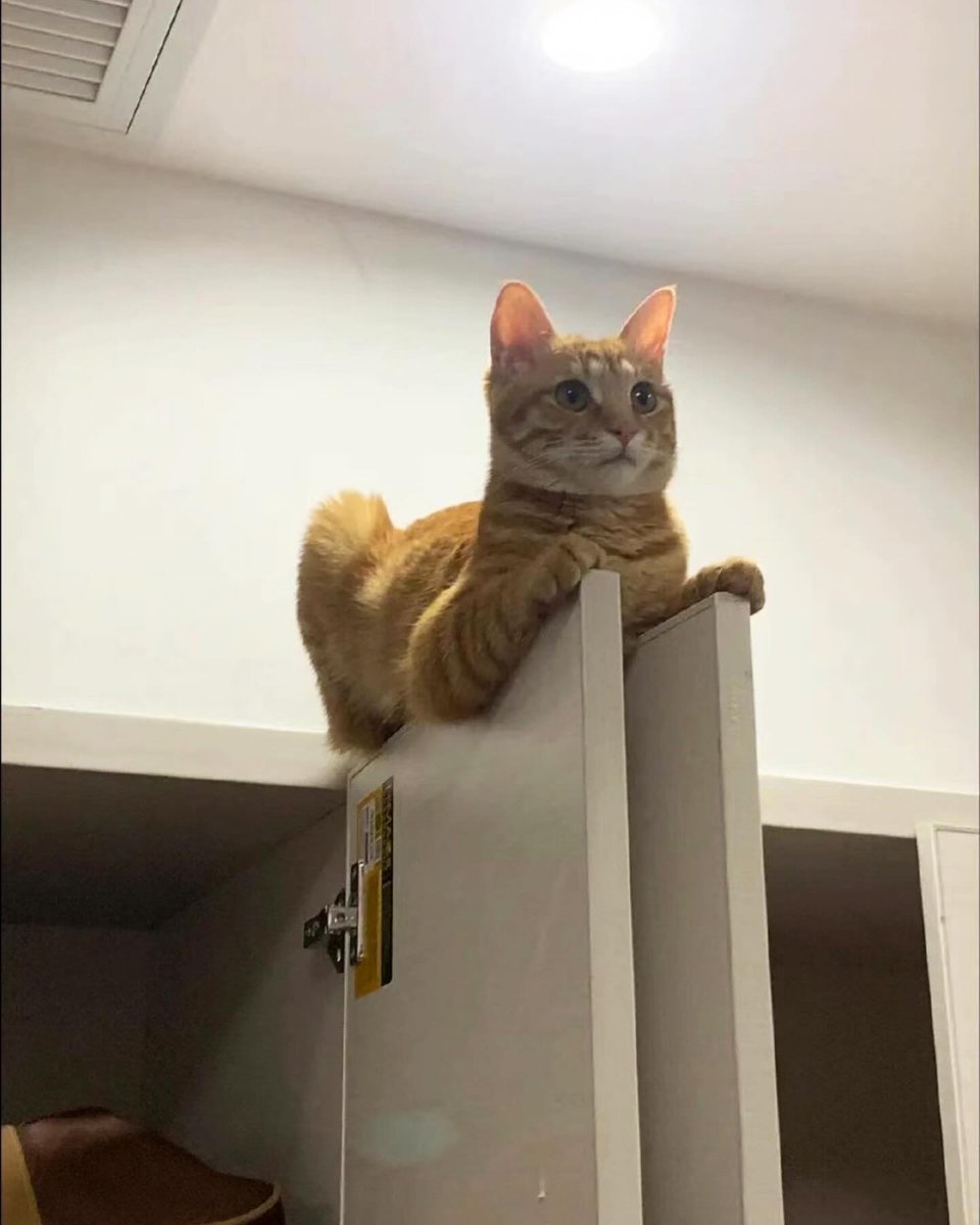 PunchingCat's tweet photo. https://t.co/wJQsWUFbjf