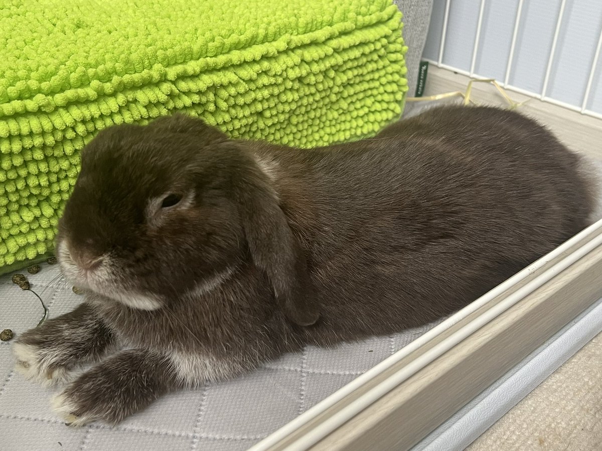 今日もうちのうさぎがかわいい (@sakurafukusaki) on X