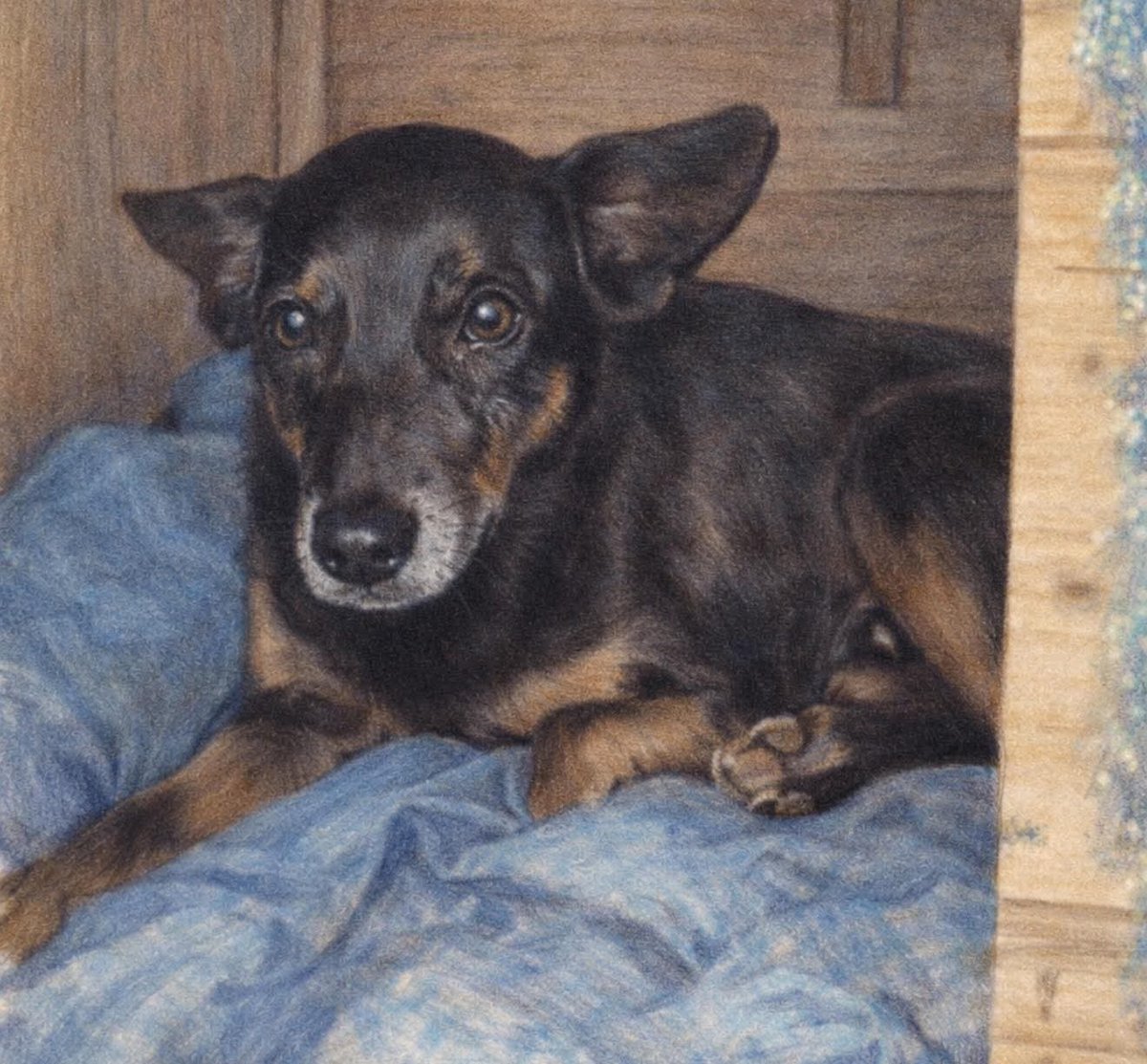 enf_intensiva's tweet image. Que poderia imaginar que um vira-latinha orelhudinho ia acabar com a paz da elite de SC.....  ORELHA TÚ O MAIORAL 🥰🥰🖤😢🐕🐕🐕🐕🐕🐕 e a gente TE AMA.