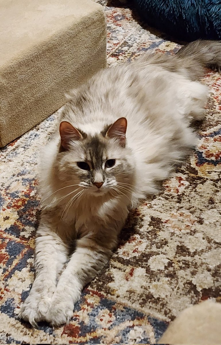 Kathleen Gorman #DecolonizeSocialWork #Anti-Racist tweet media