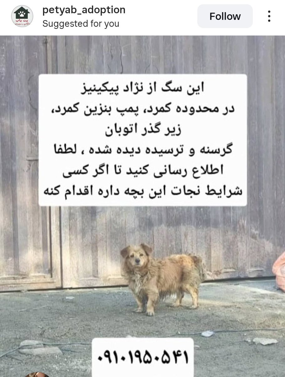 دوستان عزیز #تهرانی سمت #جاجرود این سگ نژاد #پیکینز توی محدوده #کمرد،پمپ بنزین کمرد،زیر گذر اتوبان،توی شرایط بدی آواره شده اگه دسترسی و شرایطش رو دارین ممنون میشم به دادش برسین🥺🙏🏻🙏🏻🙏🏻🙏🏻
#جاجرود
#نژاد_پکینیز 
#کمرد
#رهاشده 
#واگذاری