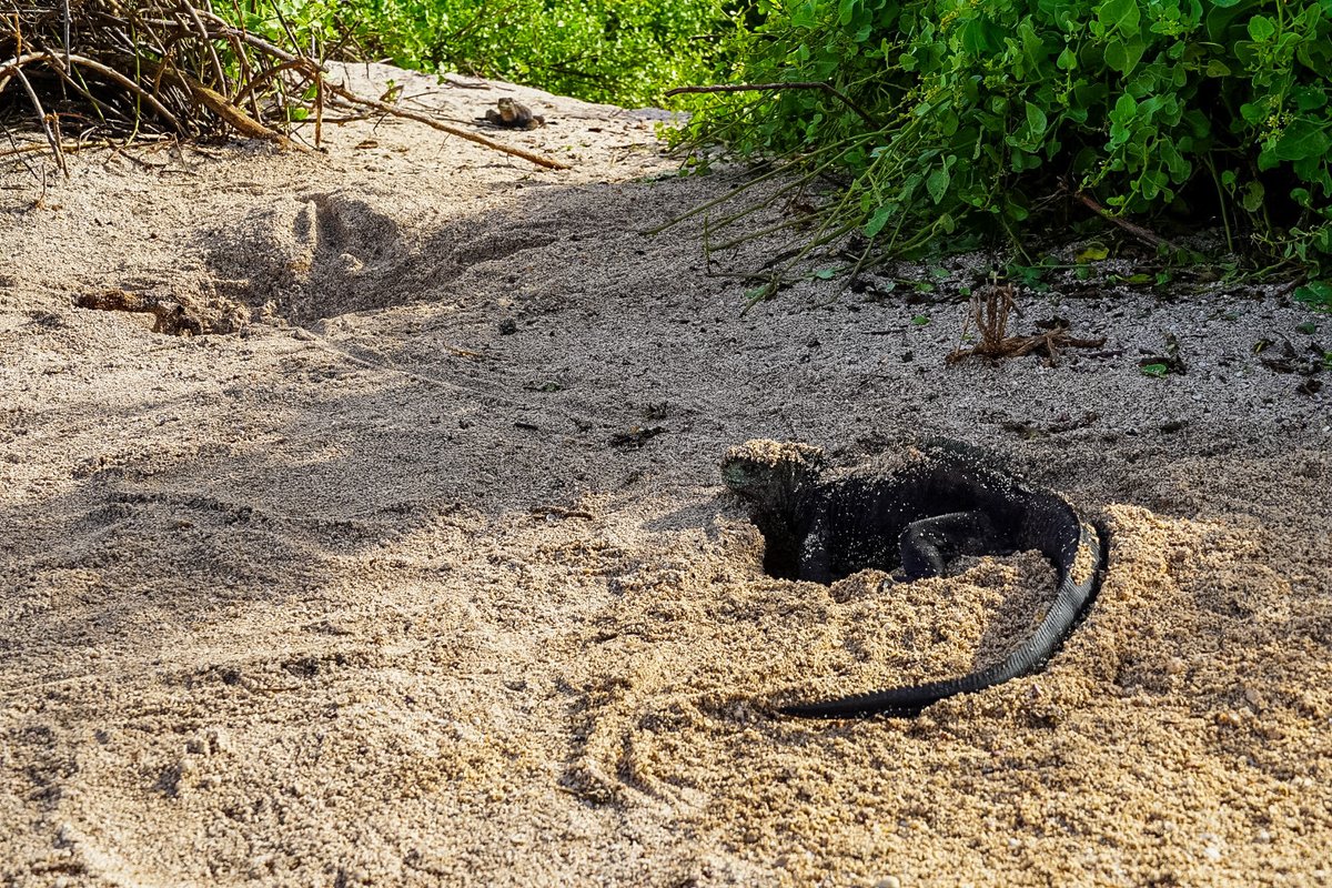 Inició la temporada de anidación de la iguana marina (Amblyrhynchus cristatus). Para proteger este proceso, guardaparques de la DPNG en la isla San Cristóbal delimitan zonas sensibles como Punta Carola e instalan señalética informativa.

✅ Acciones:
 ✔️ Cercado y delimitación de