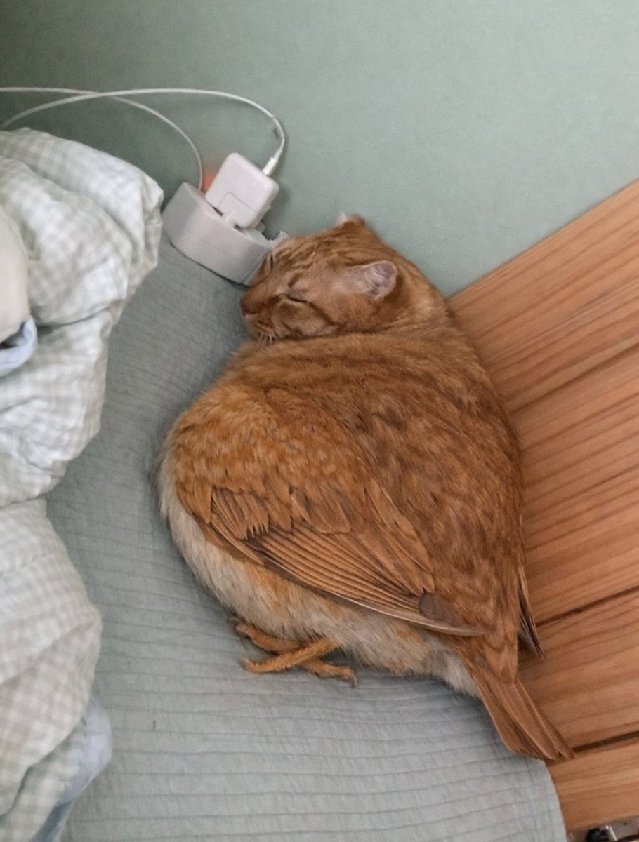 snowy (@computerangei) on Twitter photo 