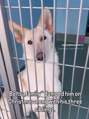 <a href="/CAgovernor/">Governor Gavin Newsom</a> <a href="/GavinNewsom/">Gavin Newsom</a> <a href="/POTUS/">President Donald J. Trump</a> 
Governor Gavin Newsom,
This is Bolt. He is a 6-month-old German Shepherd puppy sitting in a California shelter. He has an adopter ready and willing to take him right now—ME. I have offered him a safe, permanent home.
The problem?
The shelter will