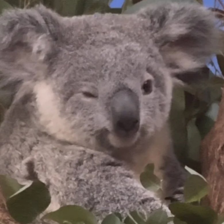 🐨=🐨

#OP81 #OscarPiastri