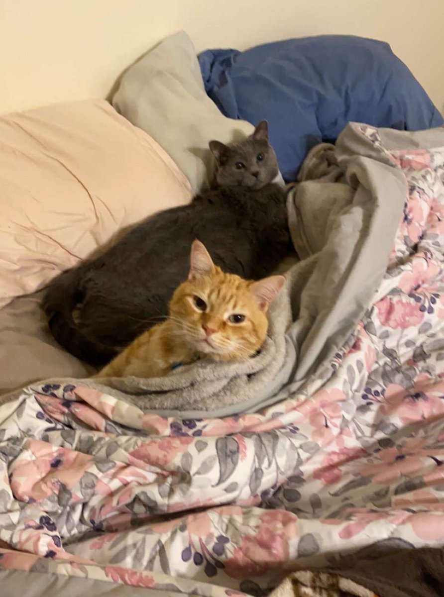 ht_thomp's tweet image. Without. Question.