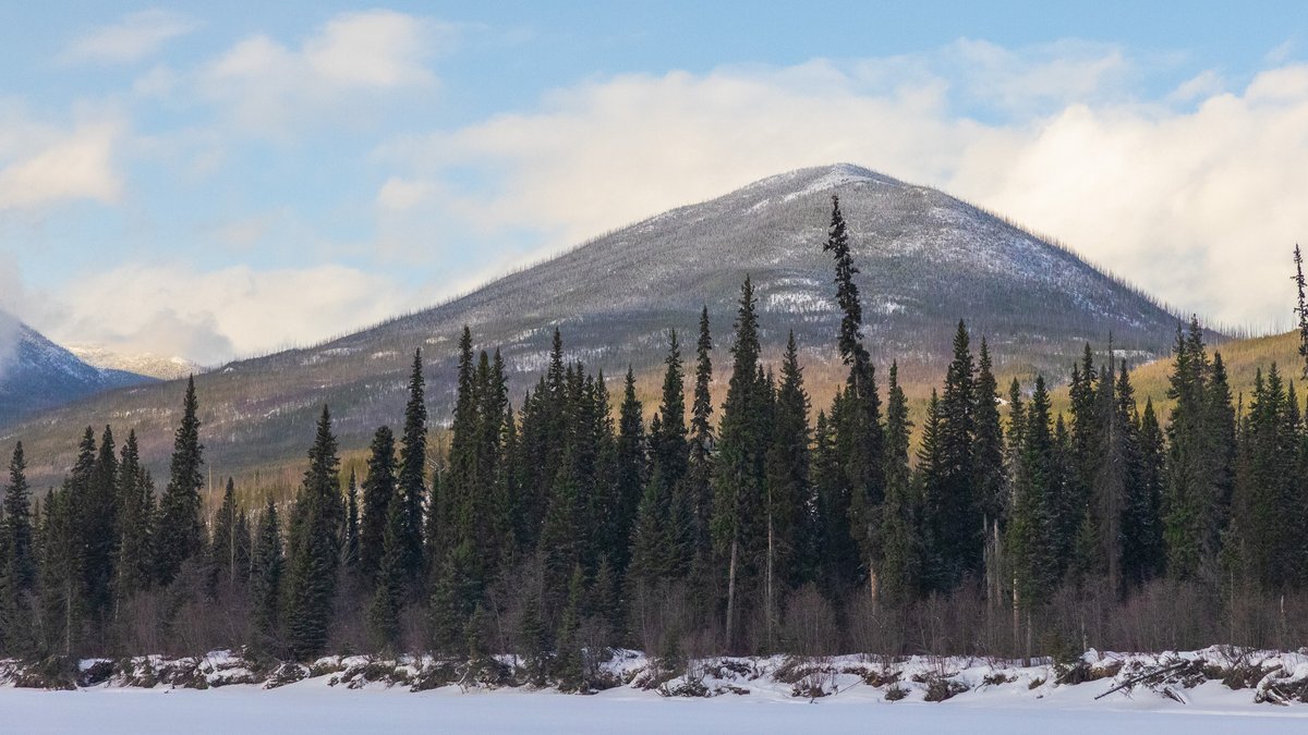 Boreal Conservation tweet media