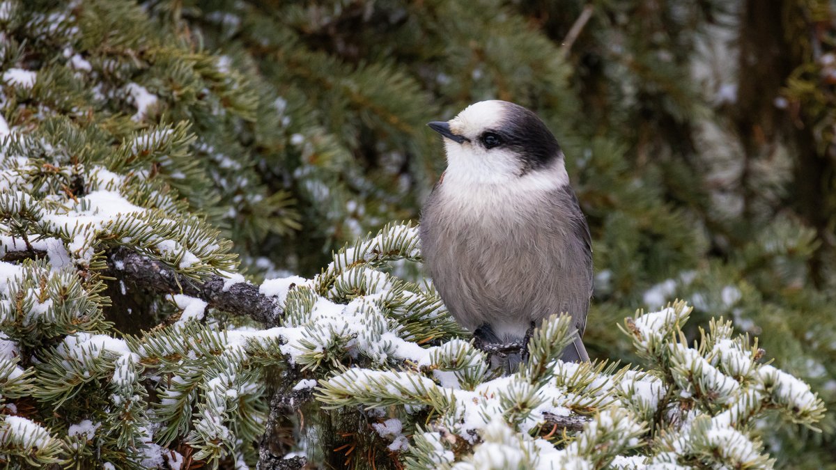 Boreal Conservation tweet media