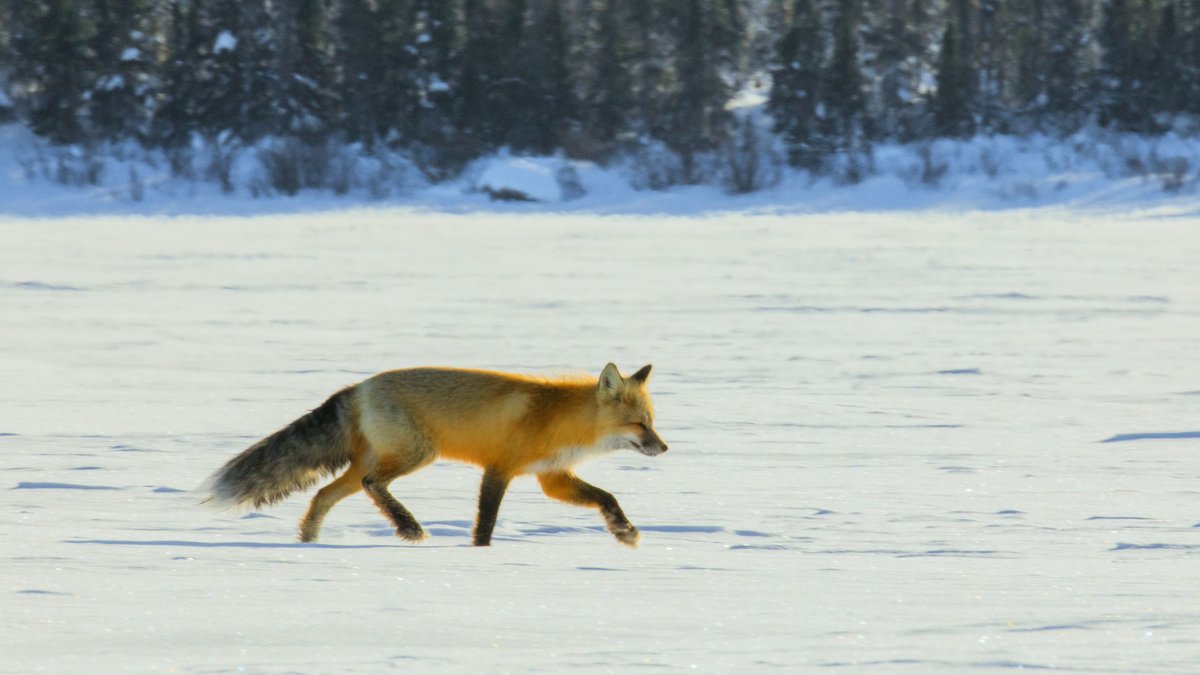 Boreal Conservation tweet media