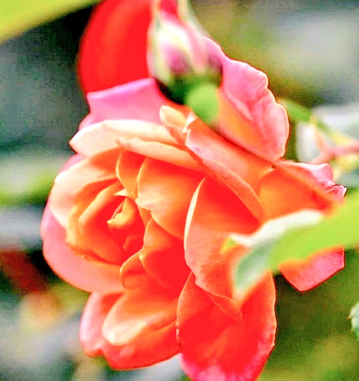 のんちゃんにﾎﾟﾁｯ💜