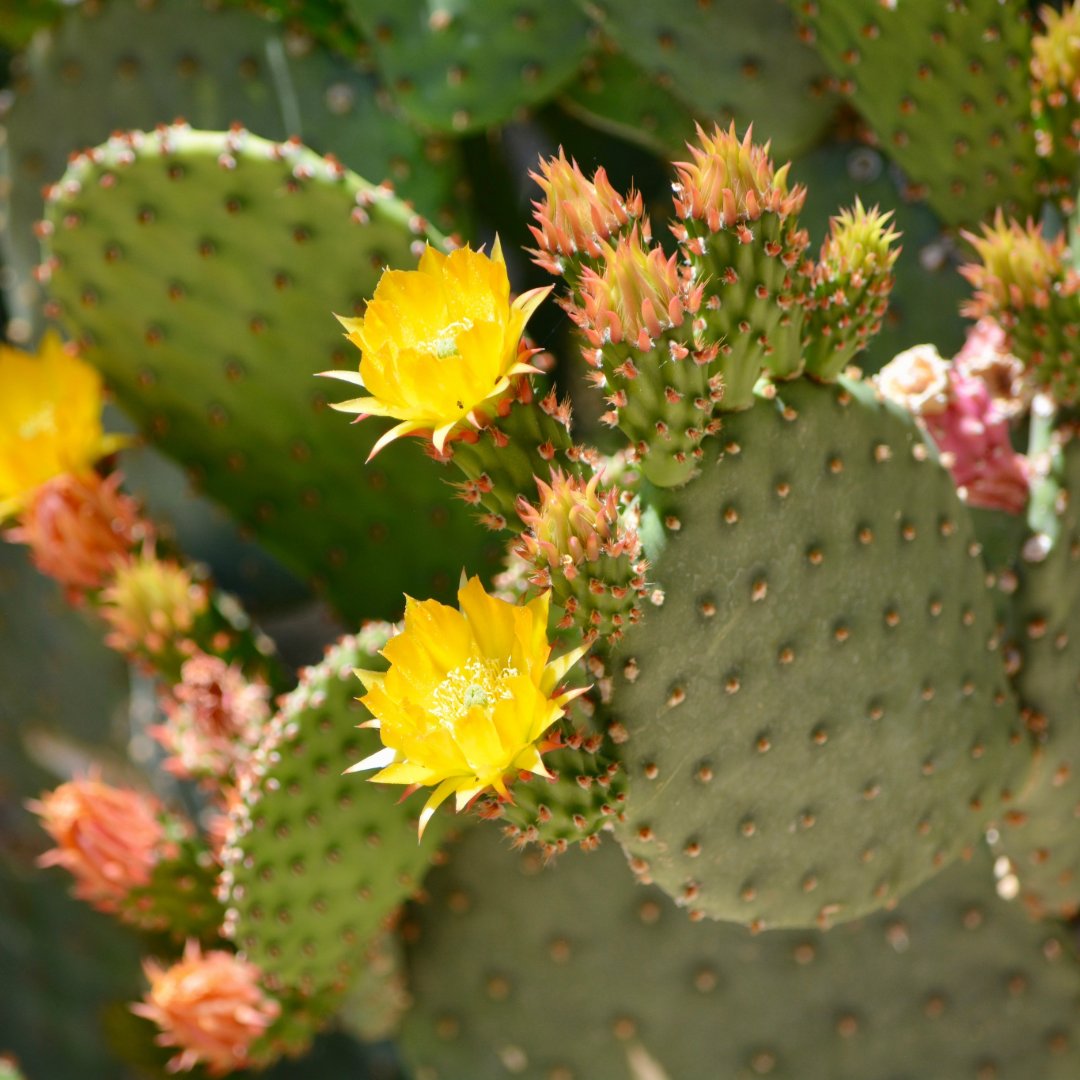 Grow your savings like these blooms. 🌼

🔗 azcentralcu.org/banking/saving…