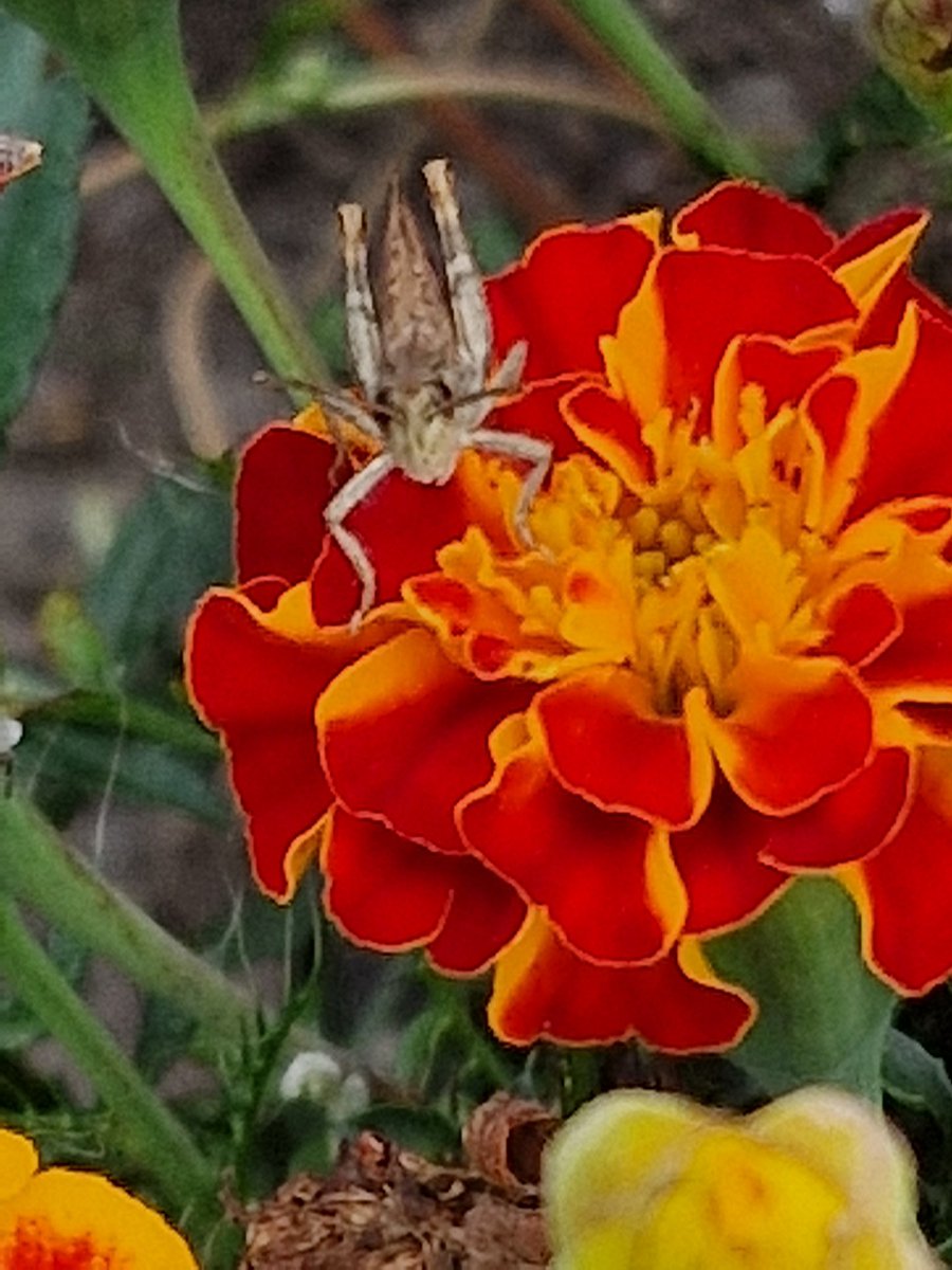 AntheaJames3's tweet image. #GoodnightTweetHearts sweet dreams when bedtime comes, #Grasshopper befriends #Marigold #FridayLove