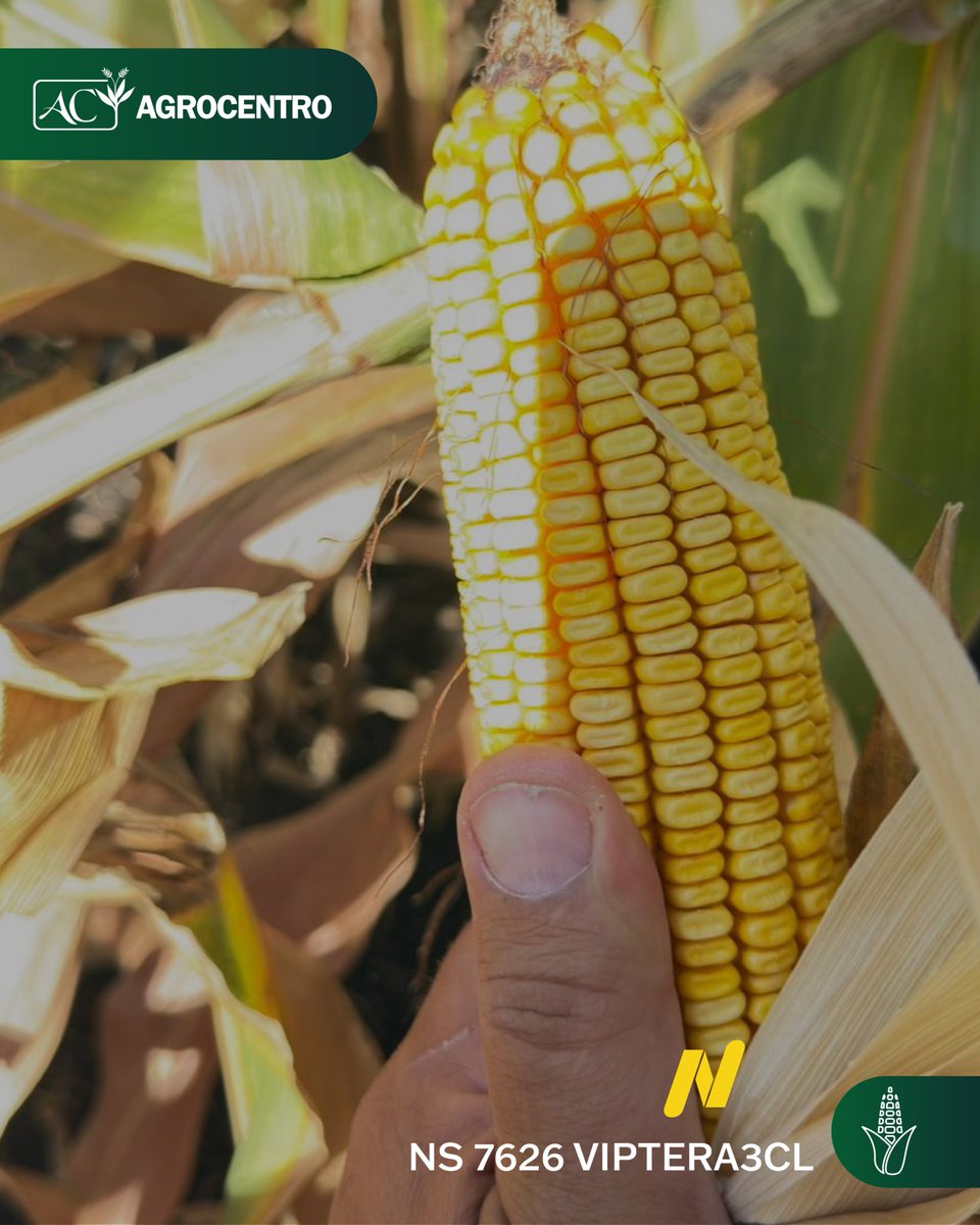 AgrocentroUY's tweet image. Así se presenta el maíz NS 7626 VIPTERA3CL de @NideraSemillas  bajo riego en Colonia Lavalleja, Salto, destacando su desarrollo y potencial productivo 🌽.