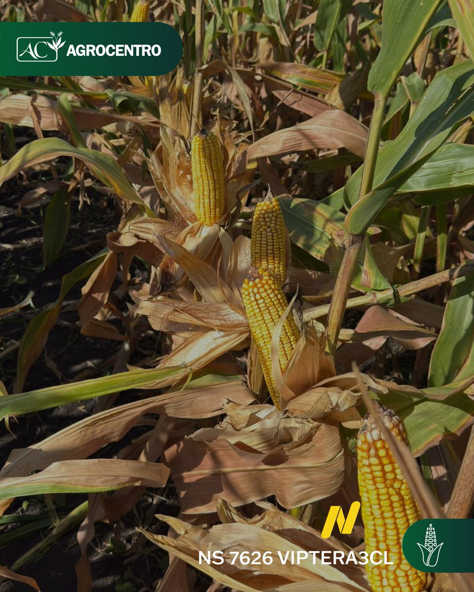 AgrocentroUY's tweet image. Así se presenta el maíz NS 7626 VIPTERA3CL de @NideraSemillas  bajo riego en Colonia Lavalleja, Salto, destacando su desarrollo y potencial productivo 🌽.