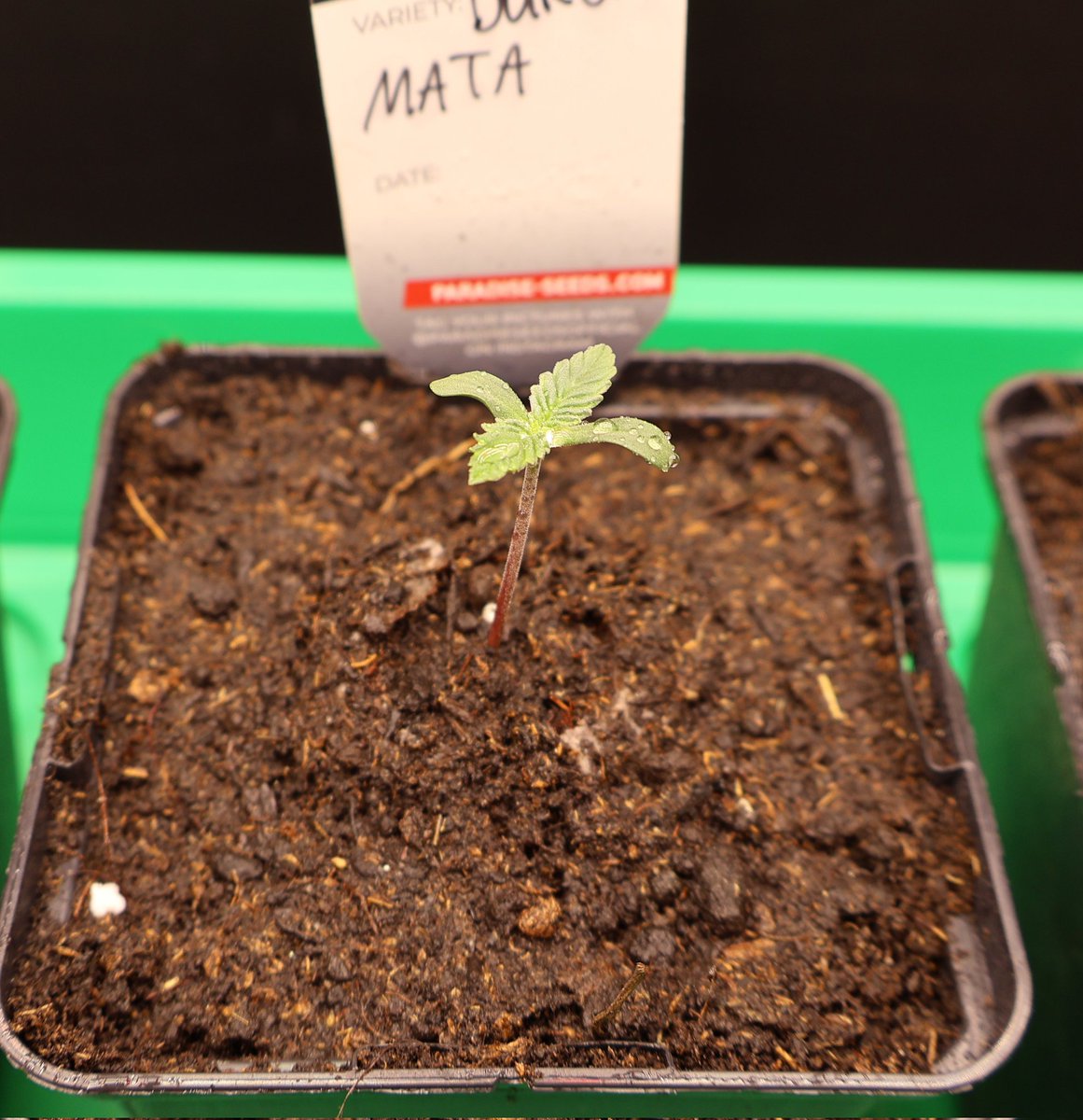 PMD486's tweet photo. The three🌱 have moved into the first pot today. They're still in the mini greenhouse. I take the lid off every now &amp; then during the day to let in some fresh air
💧Watered with a algae extract

#PMDsGrow #grow #LSD by #BarneysFarm #DurgaMata #Wappa by #ParadiseSeeds #ACinfinity https://t.co/9V59YbOJI4