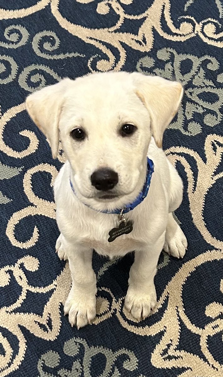 Brown Gen Surg Residency tweet media