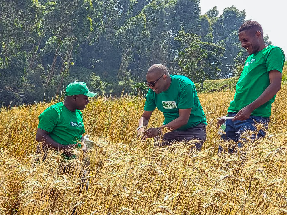 AALI African Agricultural Leadership Institute tweet media