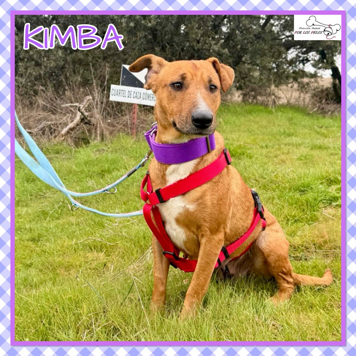 PerreraToledo's tweet photo. 🐶KIMBA🐶 #mestiza 3 añitos, tamaño mediano. La pequeña busca #acogida #adopcion Al principio es algo tímida pero luego es puro corazón mimoso. Muy bien con otrxs perrxs. 👉 https://t.co/qY0LQDm9nY https://t.co/MO8xIHOpxF