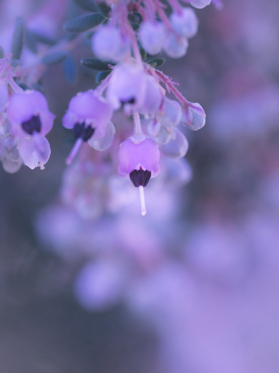 ジャノメエリカ

ジャノメエリカが咲いていました。南アフリカ原産。ツツジ科。日本には大正時代に渡来しました。冬～春にかけて小さなピンクのベル型🔔の花をたくさん咲かせます。正面(下)から見ると花の中心にある黒い葯が丸く蛇目模様のように見えるので名づけられました。
花言葉は、愛らしい姫。