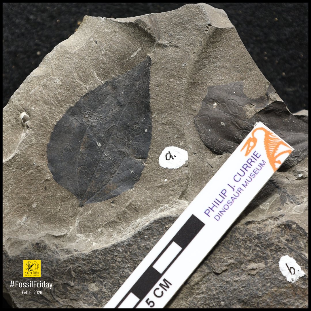 Philip J. Currie Dinosaur Museum tweet media