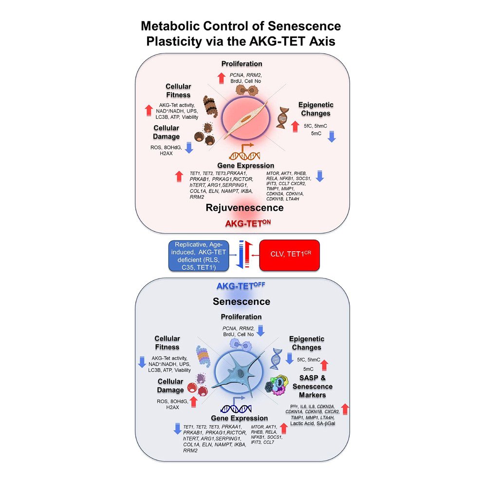 AKG-TET axis is central to senescence plasticity 