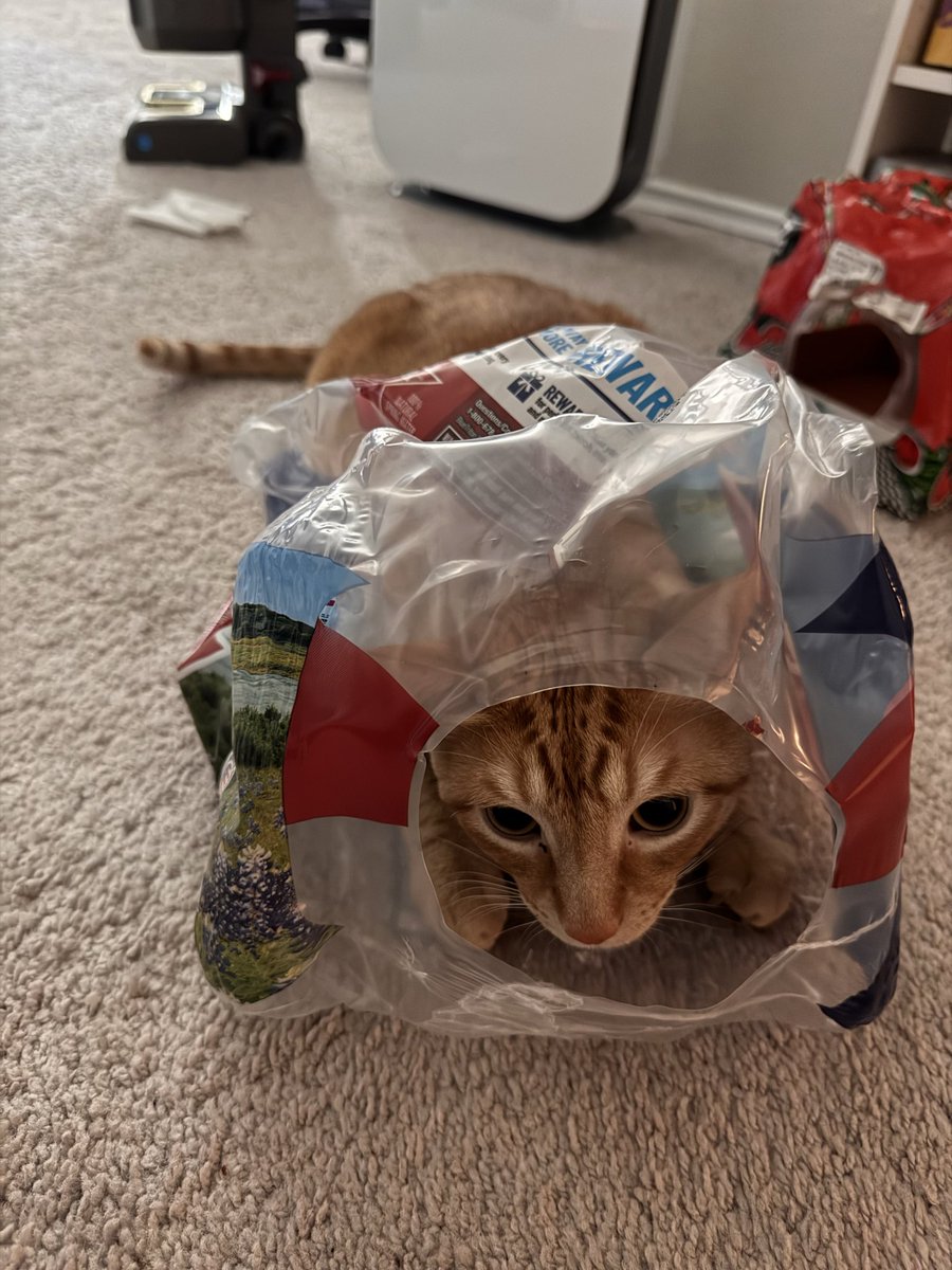 GilbertTheFunny's tweet photo. Gilbert has been detained. What crime did he commit? https://t.co/V9y4tcRvLQ
