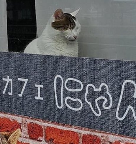 Lab_ForFun's tweet image. 昼運動をする 🧆