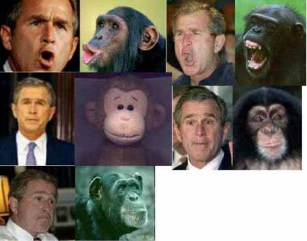 alphafox's tweet image. Hypocrisy: it’s fine to call Bush a monkey but don’t you dare call Obama one!!