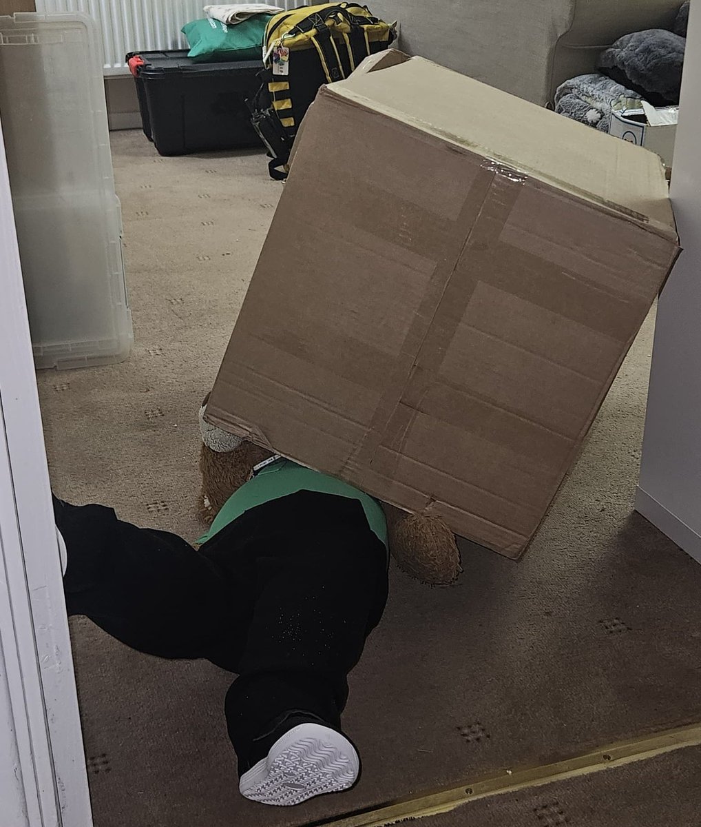 BDMed_Bear's tweet image. So mum did a lot of #overtime at New Years which means we've had some lovely new things for the house. I thought I'd help by taking out all the boxes for #recycling,  but... well... they were a lot bigger than me &amp;amp; I ended up in a muddle! Help! #bearswithjobs #bearsfamily