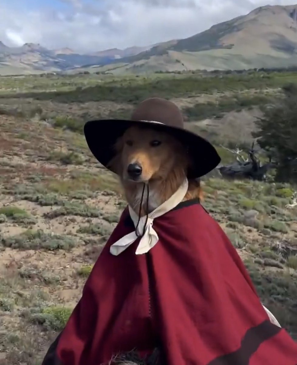 imagine getting brutally frame mogged by gaucho dog