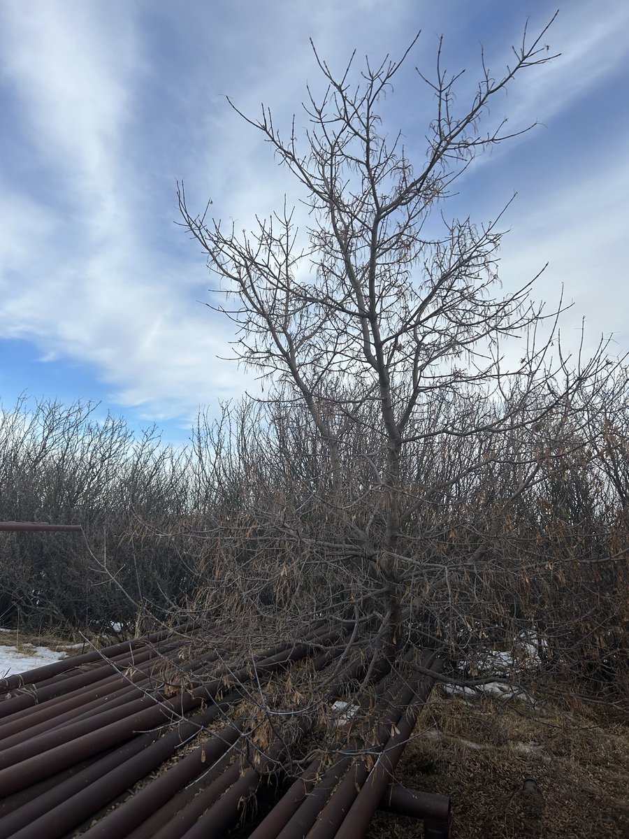 Curtis Hoffmann tweet media