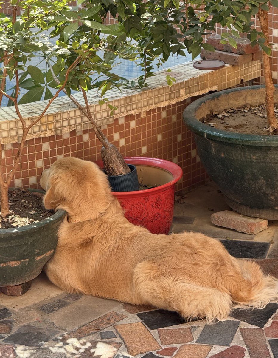 💖 (@twaniimals) on Twitter photo 