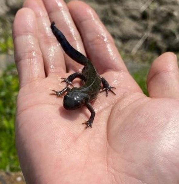 Tketulo's tweet image. 街に聞く 🚶