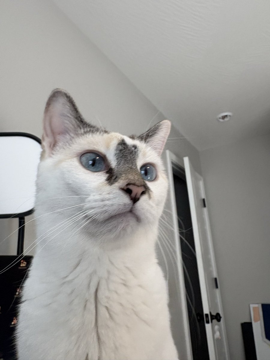 🌟 Live on Twitch 🌟

We return to MIO: Memories in Orbit. Hoping for some good lore today 😌

Also bonus Marshmallow pic

twitch.tv/idelia