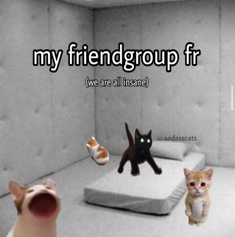 Punch Cat tweet media