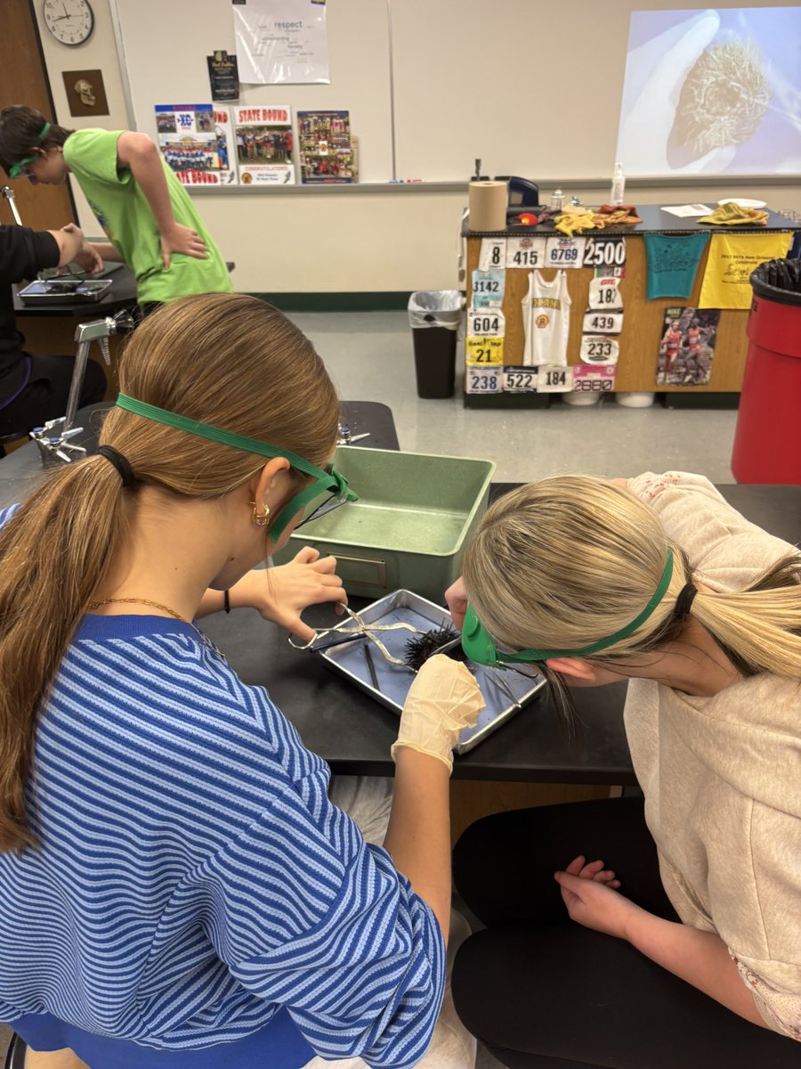 DandurandJason's tweet photo. RHS Shells really came out of their shells today in Mr. Scamihorn’s biology Sea Urchin lab dissection today! Students demonstrated collaboration, curiosity, and bravery…sticking right to the point of the lesson…😜 #marinebiology #science #GoShells #CommunityOfLearners https://t.co/1LzhYeowby
