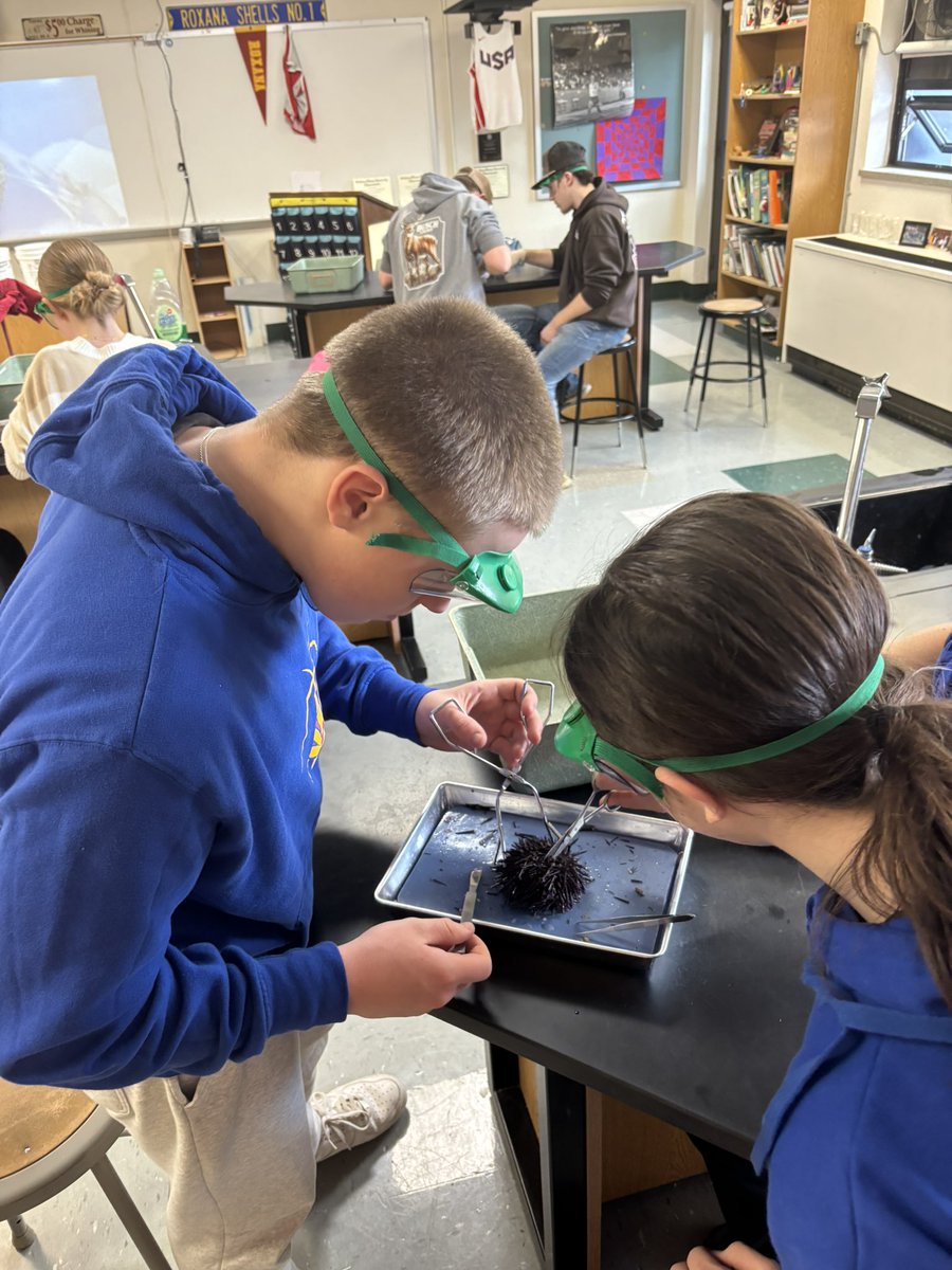DandurandJason's tweet photo. RHS Shells really came out of their shells today in Mr. Scamihorn’s biology Sea Urchin lab dissection today! Students demonstrated collaboration, curiosity, and bravery…sticking right to the point of the lesson…😜 #marinebiology #science #GoShells #CommunityOfLearners https://t.co/1LzhYeowby