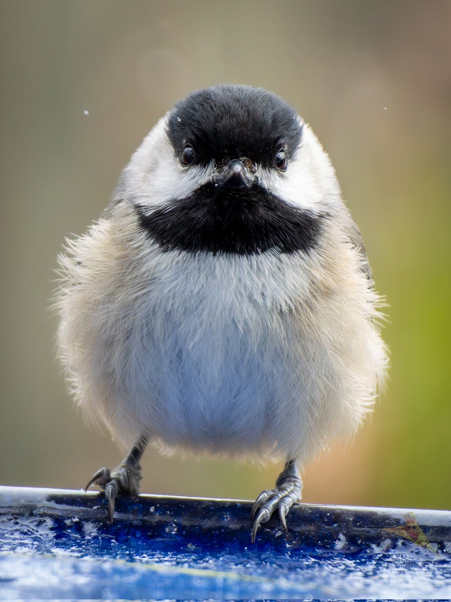 Avian Stalker tweet media