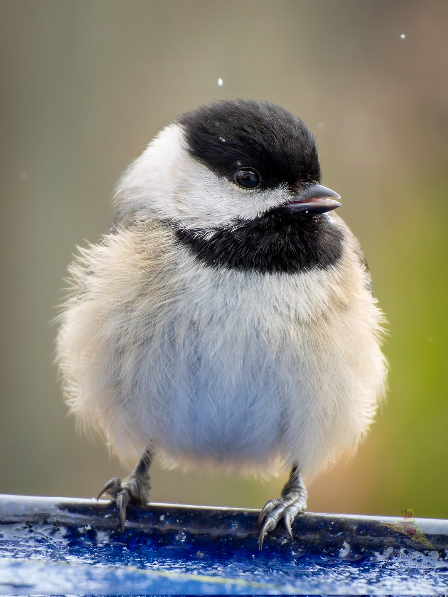 Avian Stalker tweet media