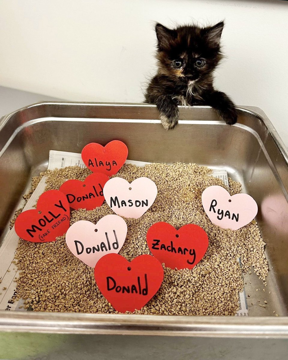 YOU GUYS 🤣

for  $5 the Kansas Humane Society will write your ex's name on a heart and toss it in a litter box and let the cats shit all over it

it's a part of the shelter's annual "Love Stinks" campaign fundraiser