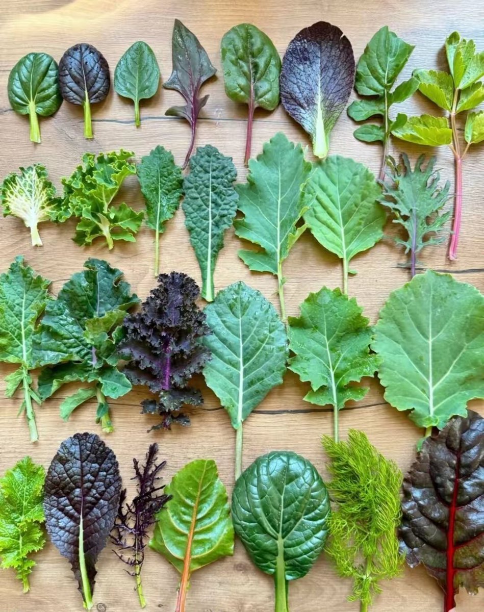 请问下面的叶子名称对吗？

第一行
​行1列1： 塌菜 (Tatsoi)
​行1列2： 紫色小芥菜 (Purple Mustard)
​行1列3： 嫩菠菜 (Baby Spinach)
​行1列4： 红脉酸模 (Red Veined Sorrel)
​行1列5： 甜菜苗 (Beet Green)
​行1列6： 小紫芥菜 (Purple Wave Mustard)
​行1列7： 芝麻菜 (Arugula)
​行1列8： 芹菜叶