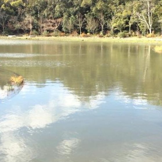 fig115's tweet image. 歯磨きは20時 🦓