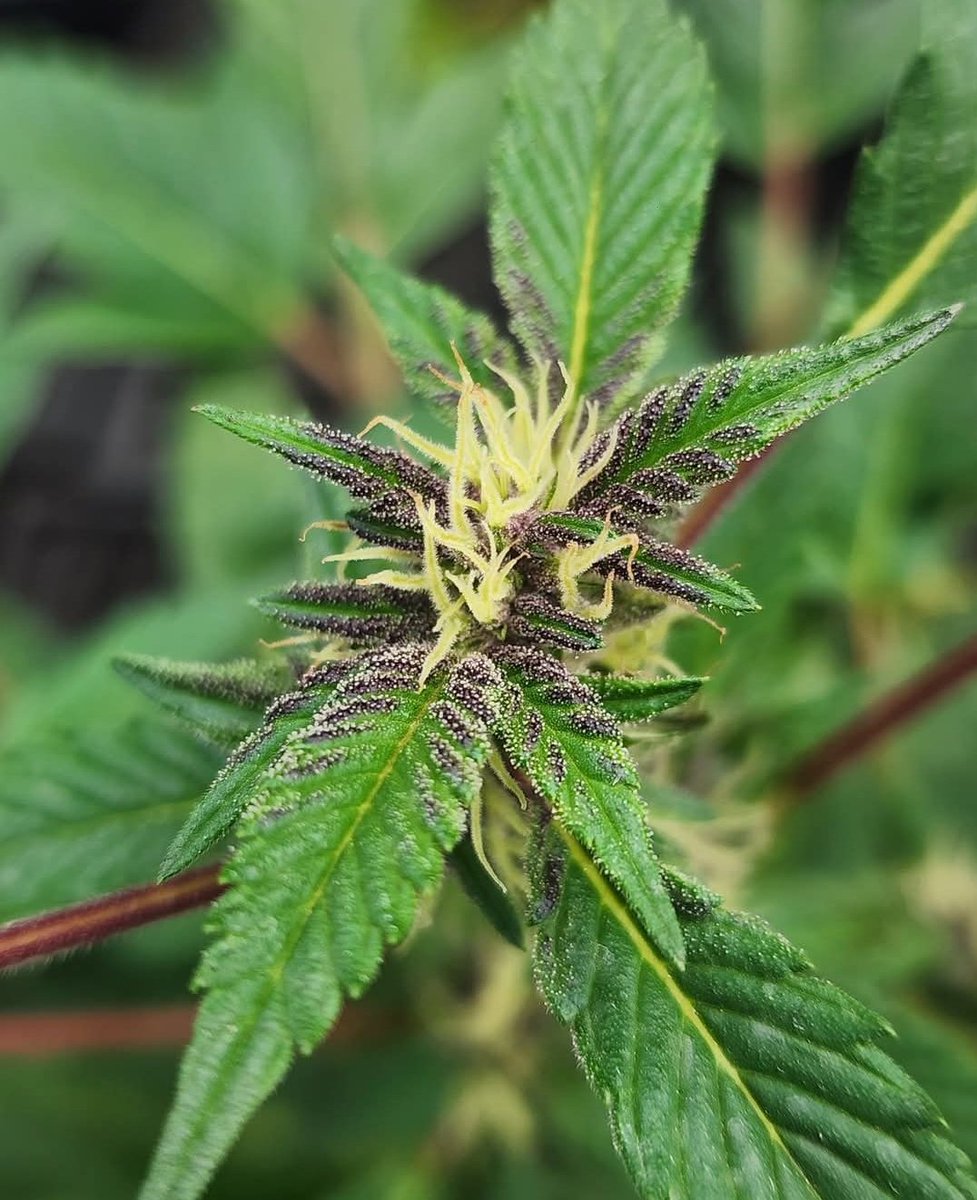 Fernand49034227's tweet photo. Pistilos Tricomas
#canna #narural https://t.co/Dth8QqdbVt