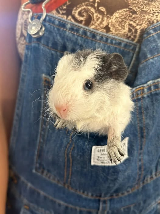 Let's have some fun this Friday! 
CAPTION THIS  PLEASE! 
This baby was born here. Gosh I wish I had kept track of the amount of babies born at the rescue after these yrs. Shame. But the count is likely 5000 buy also likely higher than that from all these large hoarding groups we