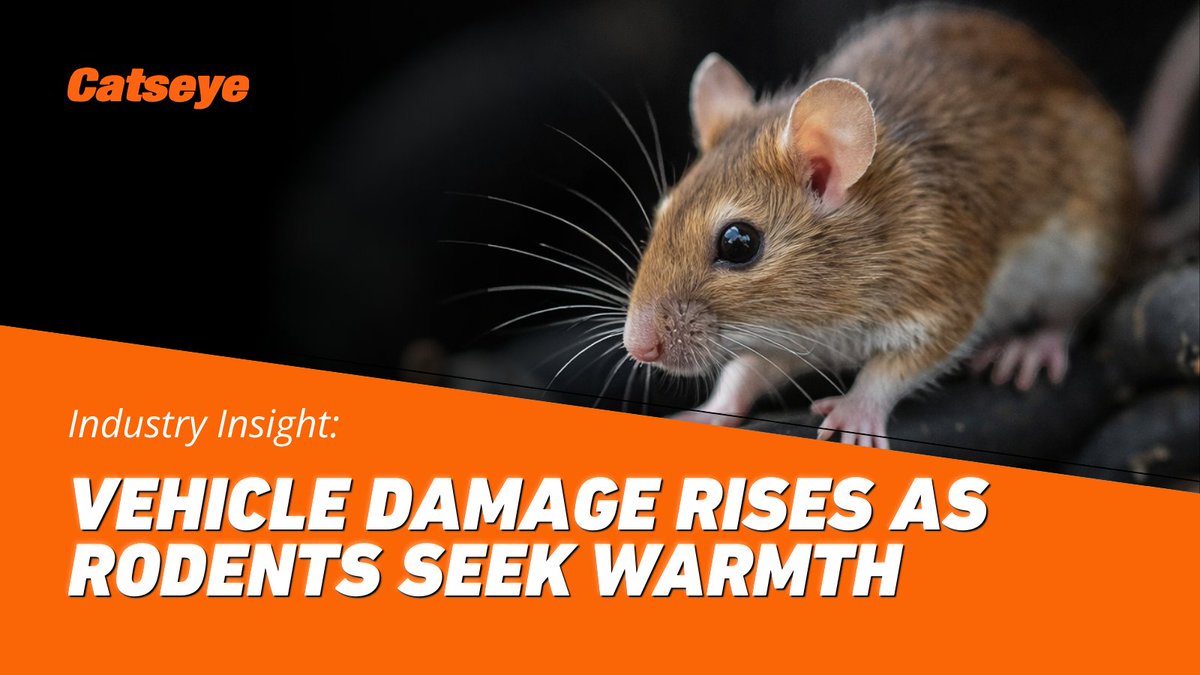 When it gets cold, rodents follow warmth. 🐀 
Anywhere they can find it.

Industry insights show vehicles are now part of that shelter network.
Warm engines. Quiet garages. Insulated spaces.

Winter changes how pests move.
And where they settle.