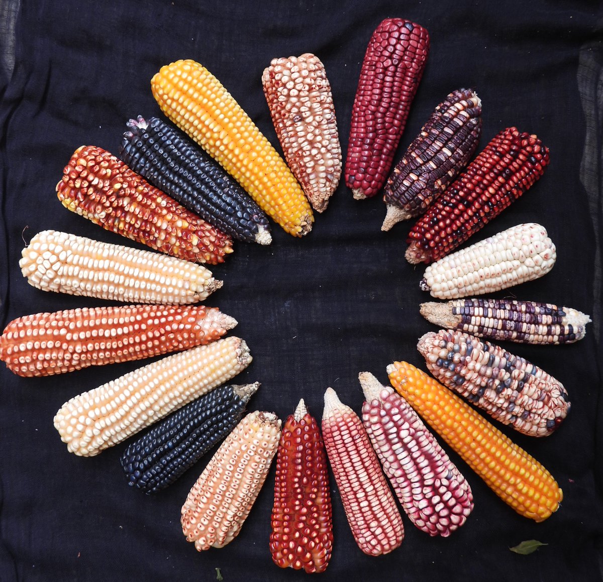 Semillas de Vida 🌽 tweet media